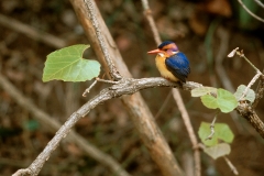 African Pygmy Kingfisher - 2 African Pygmy Kingfisher - 2