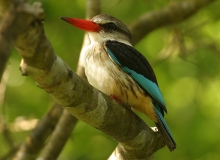 Brown-hooded Kingfisher - 1