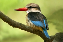 Brown-hooded Kingfisher - 2