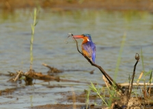 Malachite Kingfisher - 1 Malachite Kingfisher - 1