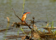 Malachite Kingfisher - 2 Malachite Kingfisher - 2