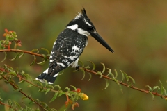 Pied Kingfisher - 2 Pied Kingfisher - 2