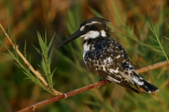 Pied Kingfisher - 1 Pied Kingfisher - 1