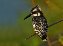 Pied Kingfisher - 3 Pied Kingfisher - 3