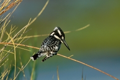 Pied Kingfisher - 4 Pied Kingfisher - 4
