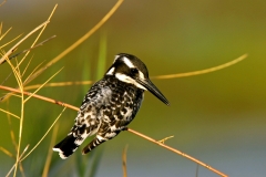 Pied Kingfisher - 5 Pied Kingfisher - 5