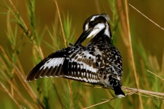 Pied Kingfisher - 6 Pied Kingfisher - 6