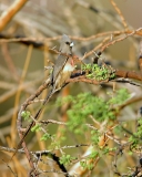White-backed Mousebird White-backed Mousebird