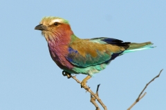 Lilac-breasted Roller - 1 Lilac-breasted Roller - 1