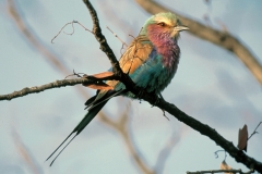 Lilac-breasted Roller - 2