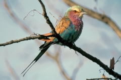 Lilac-breasted Roller - 2 Lilac-breasted Roller - 2