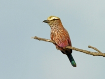 Purple Roller Purple Roller