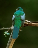 Narina Trogon Narina Trogon