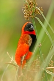 Southern Red Bishop - 2 Southern Red Bishop - 2