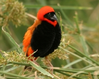 Southern Red Bishop - 4 Southern Red Bishop - 4
