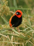 Southern Red Bishop - 3 Southern Red Bishop - 3
