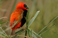 Southern Red Bishop - 5 Southern Red Bishop - 5
