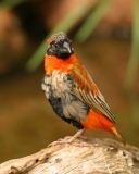 Southern Red Bishop - 1 Southern Red Bishop - 1