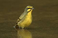 Yellow-fronted Canary Yellow-fronted Canary
