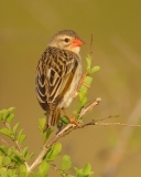 Red-billed Quelea Red-billed Quelea