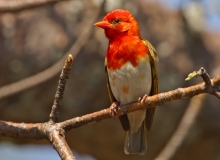 Red-headed Weaver Red-headed Weaver