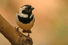 Cape Sparrow - 1 Cape Sparrow - 1