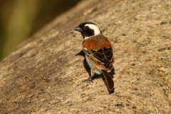 Cape Sparrow - 2 Cape Sparrow - 2