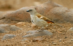 Southern Gray-headed Sparrow Southern Gray-headed Sparrow