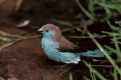 Blue Waxbill - 1 Blue Waxbill - 1