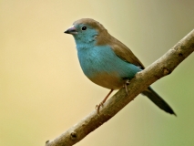 Blue Waxbill - 2 Blue Waxbill - 2