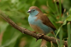 Blue Waxbill - 3 Blue Waxbill - 3