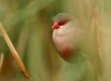 Common Waxbill - 3 Common Waxbill - 3