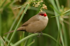 Common Waxbill - 1 Common Waxbill - 1