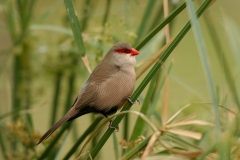 Common Waxbill - 2 Common Waxbill - 2
