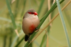Common Waxbill - 4 Common Waxbill - 4