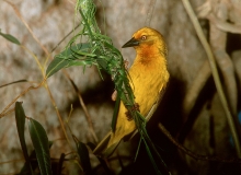 Cape Weaver Cape Weaver