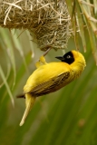Lesser Masked Weaver- 2 Lesser Masked Weaver- 2