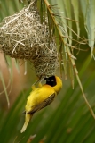 Lesser Masked Weaver - 1 Lesser Masked Weaver - 1