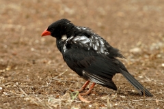 Red-billed Buffalo Weaver Red-billed Buffalo Weaver
