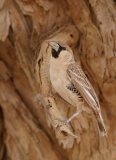 Sociable Weaver - 1 Sociable Weaver - 1