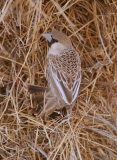 Sociable Weaver - 3 Sociable Weaver - 3