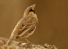 Sociable Weaver - 2 Sociable Weaver - 2