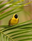 Southern Masked Weaver - 1 Southern Masked Weaver - 1