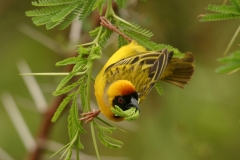 Southern Masked Weaver - 2 Southern Masked Weaver - 2