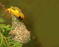 Southern Masked Weaver - 3 Southern Masked Weaver - 3