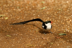 Pin-tailed Whydah - 2
