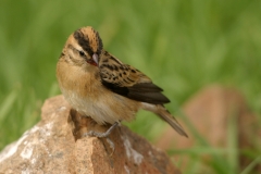 Pin-tailed Whydah - 1 Pin-tailed Whydah - 1