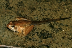 Africa, Common River- Frog metamorphing