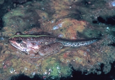 Africa, Common River Frog - metamorphing