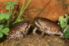 Cape Rain Frog pair